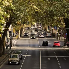 Gęsty ruch uliczny pod drzewami, kiedy należy zachować szczególną ostrożność na drodze.